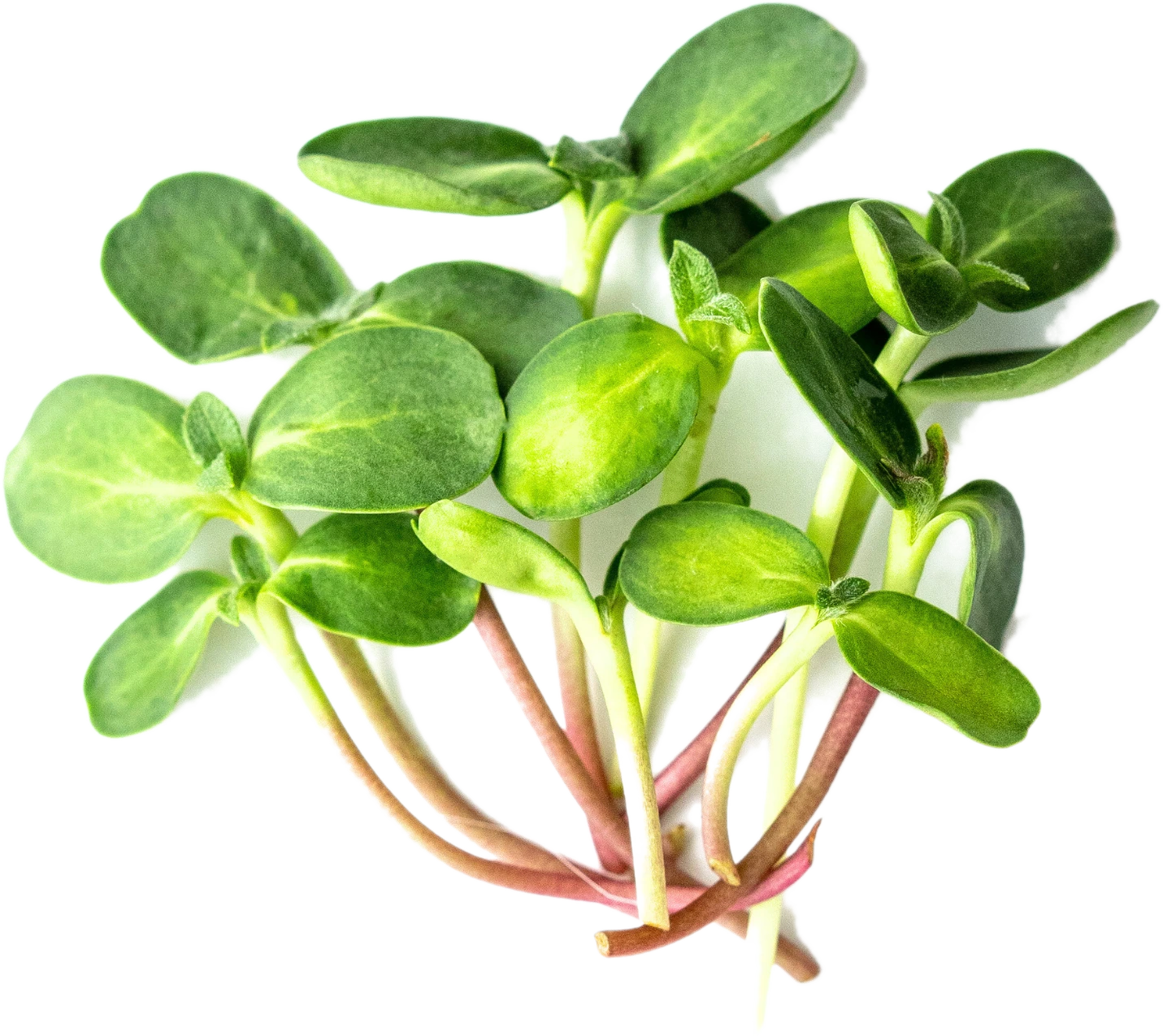 Fresh sunflower shoots with bright green leaves