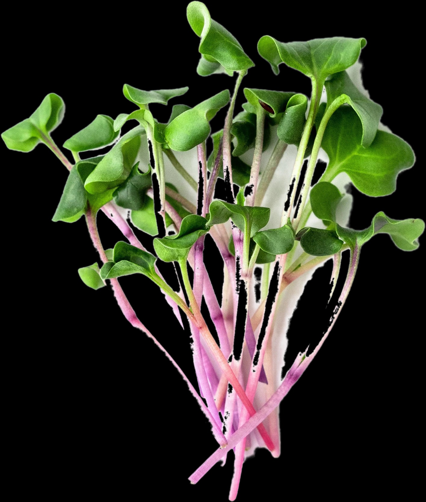 Radish microgreens