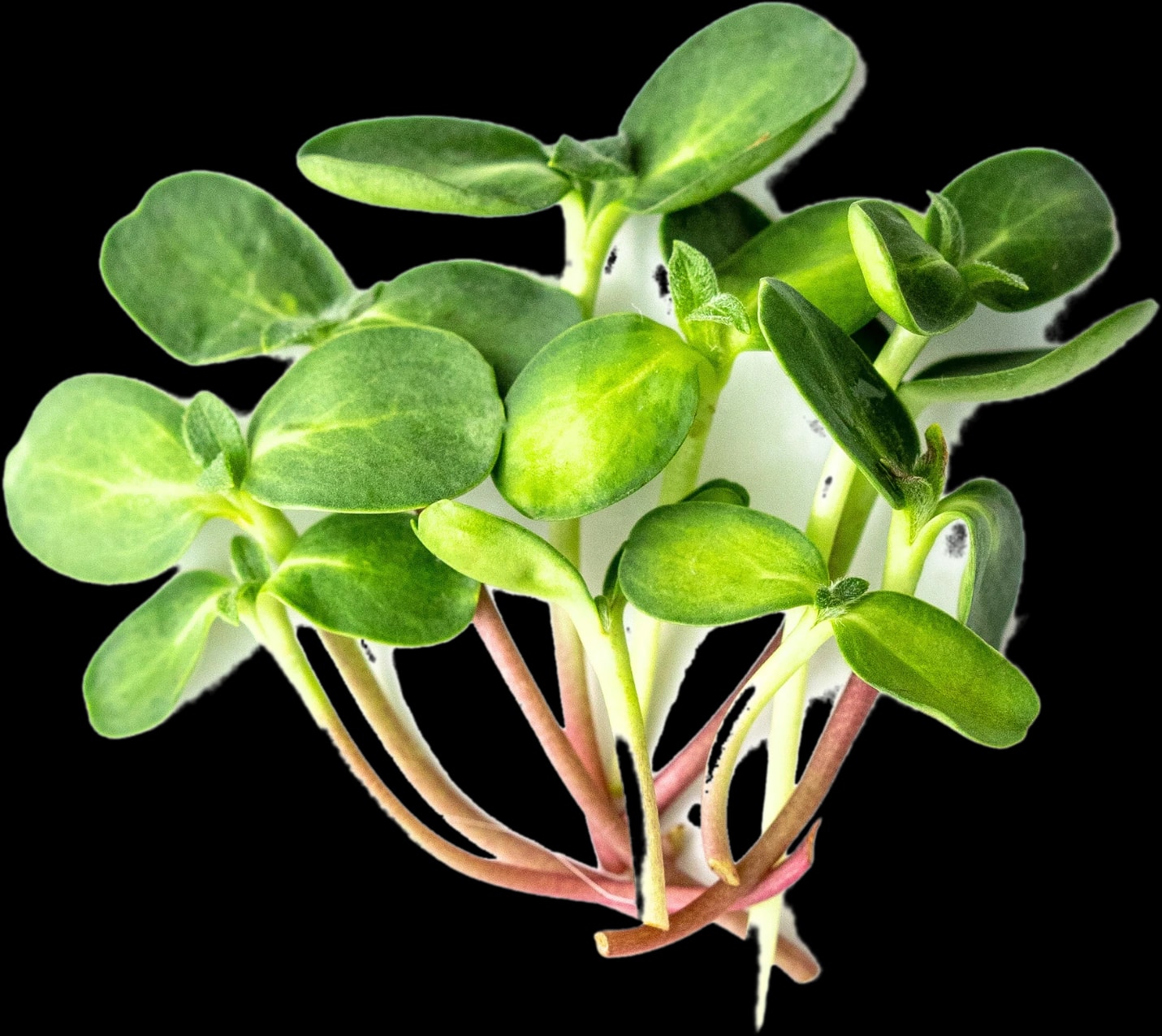 Sunflower shoots