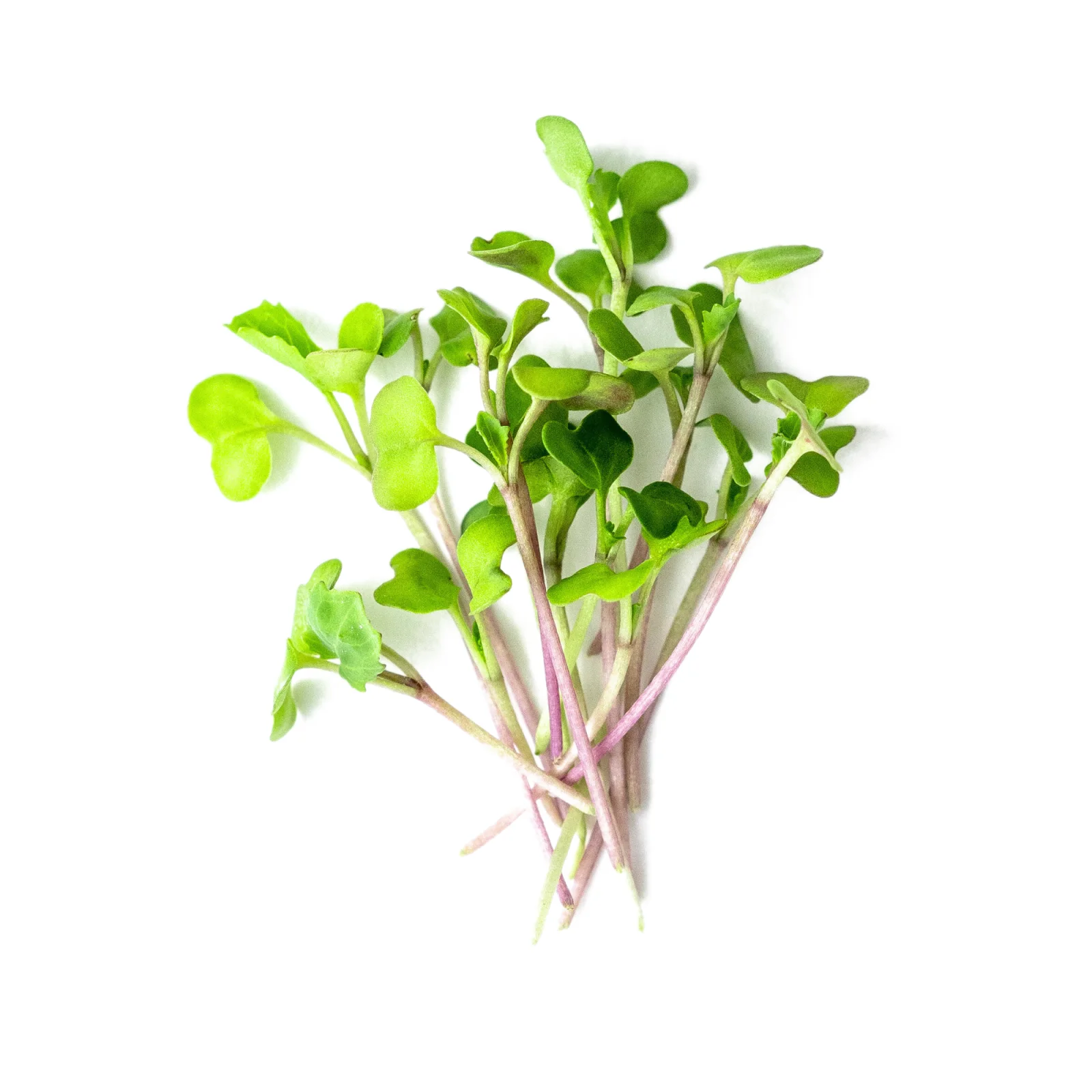 Broccoli microgreens