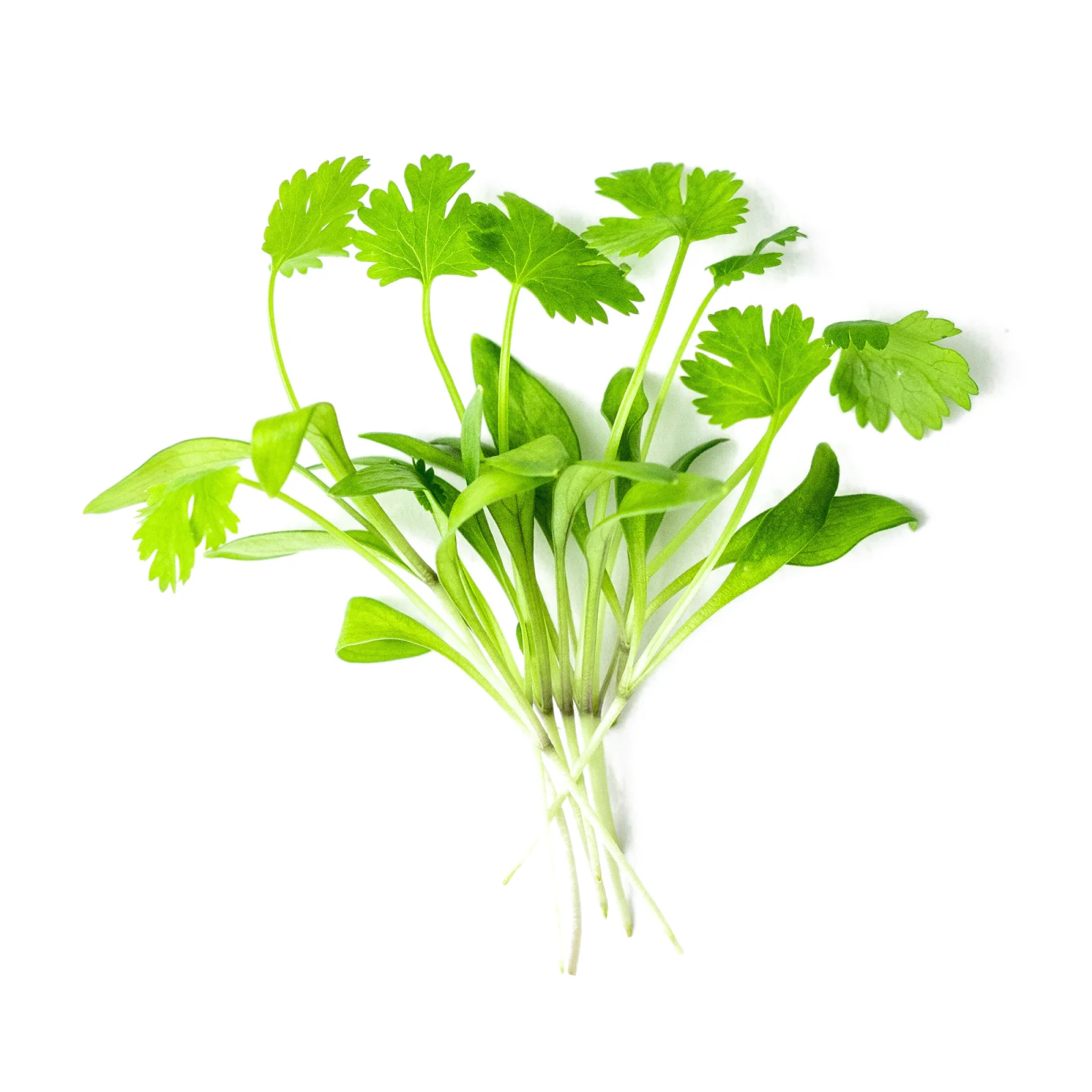 Coriander