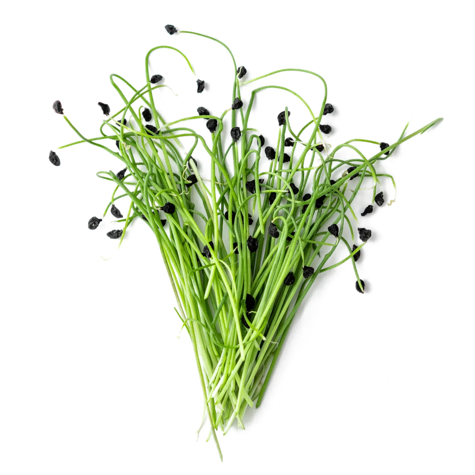 Garlic Chives