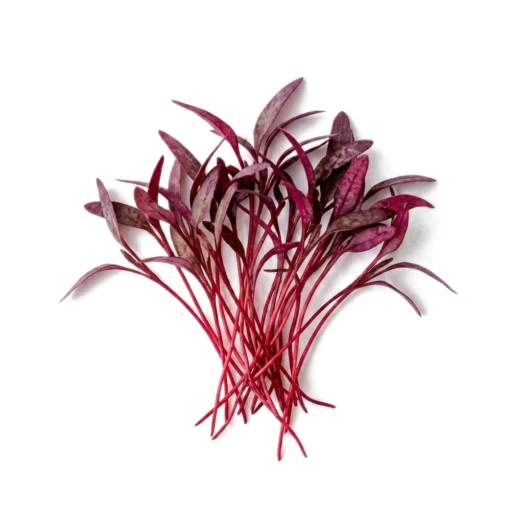 Red Amaranth