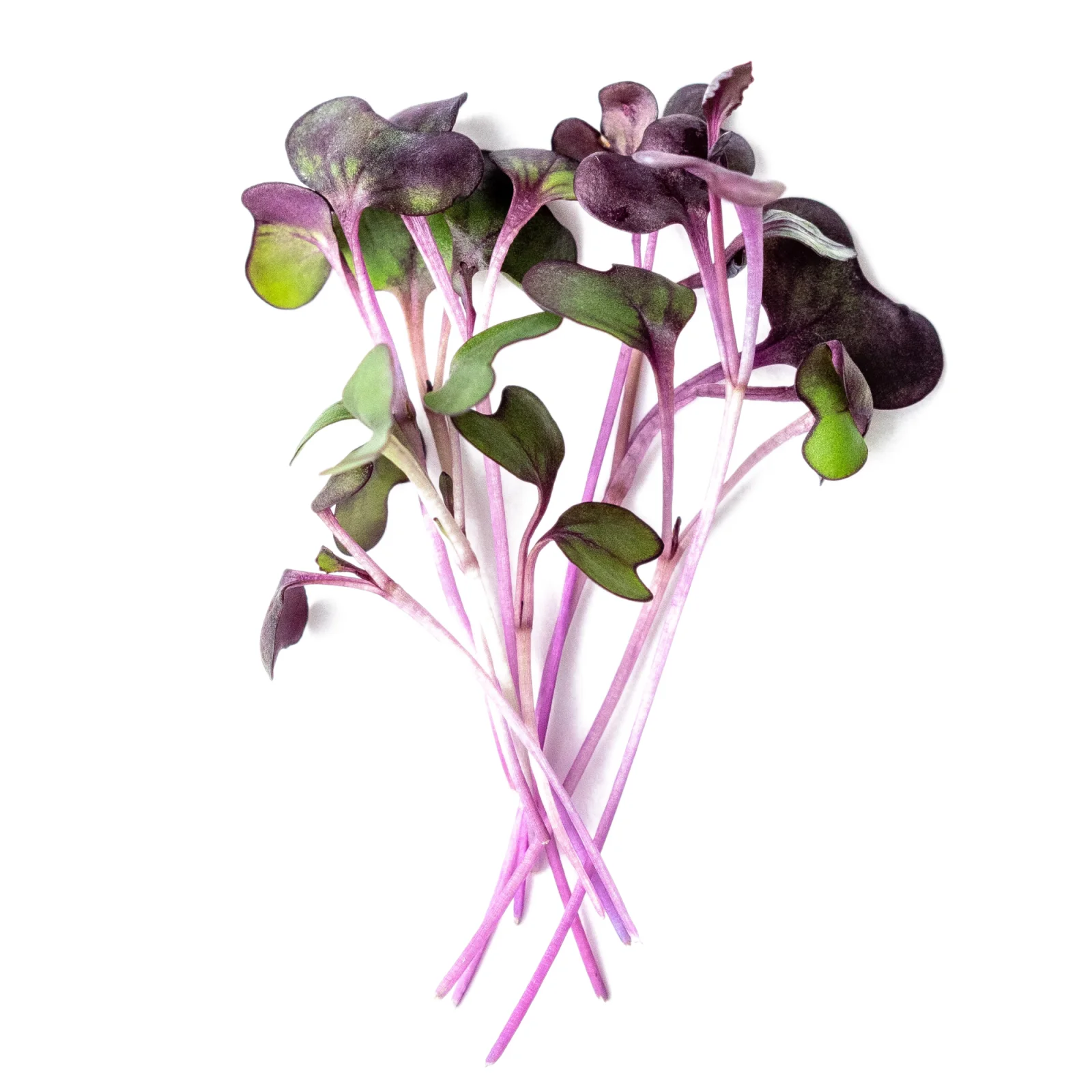 Red Cabbage