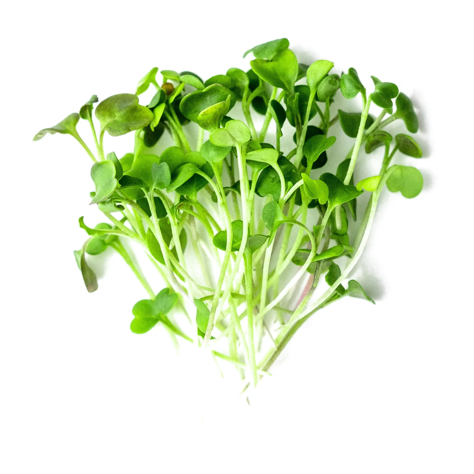 Salad Rocket