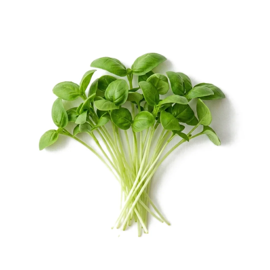 Sweet Basil