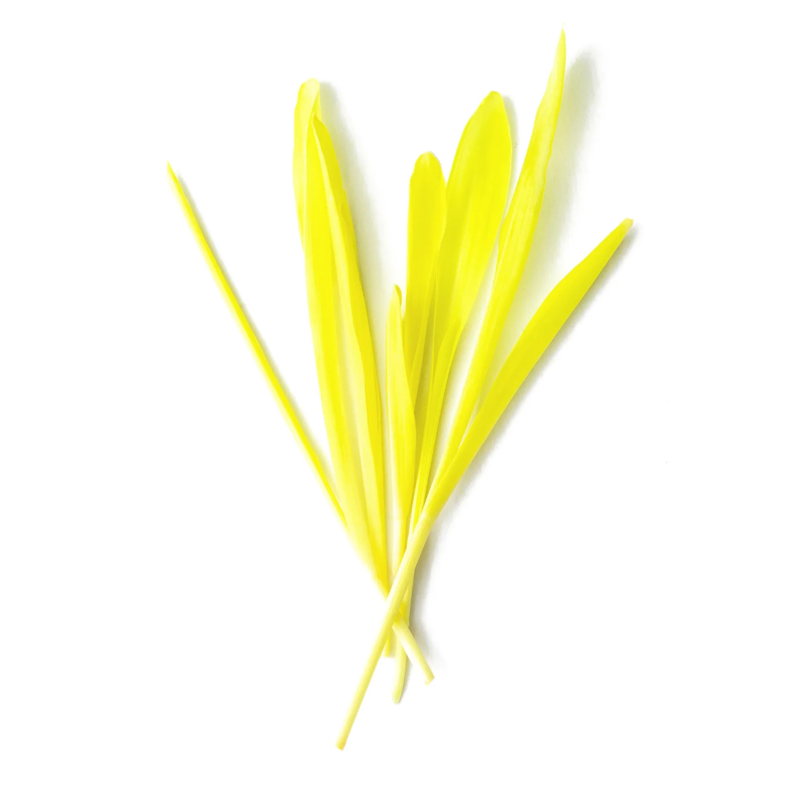 Sweetcorn Shoots