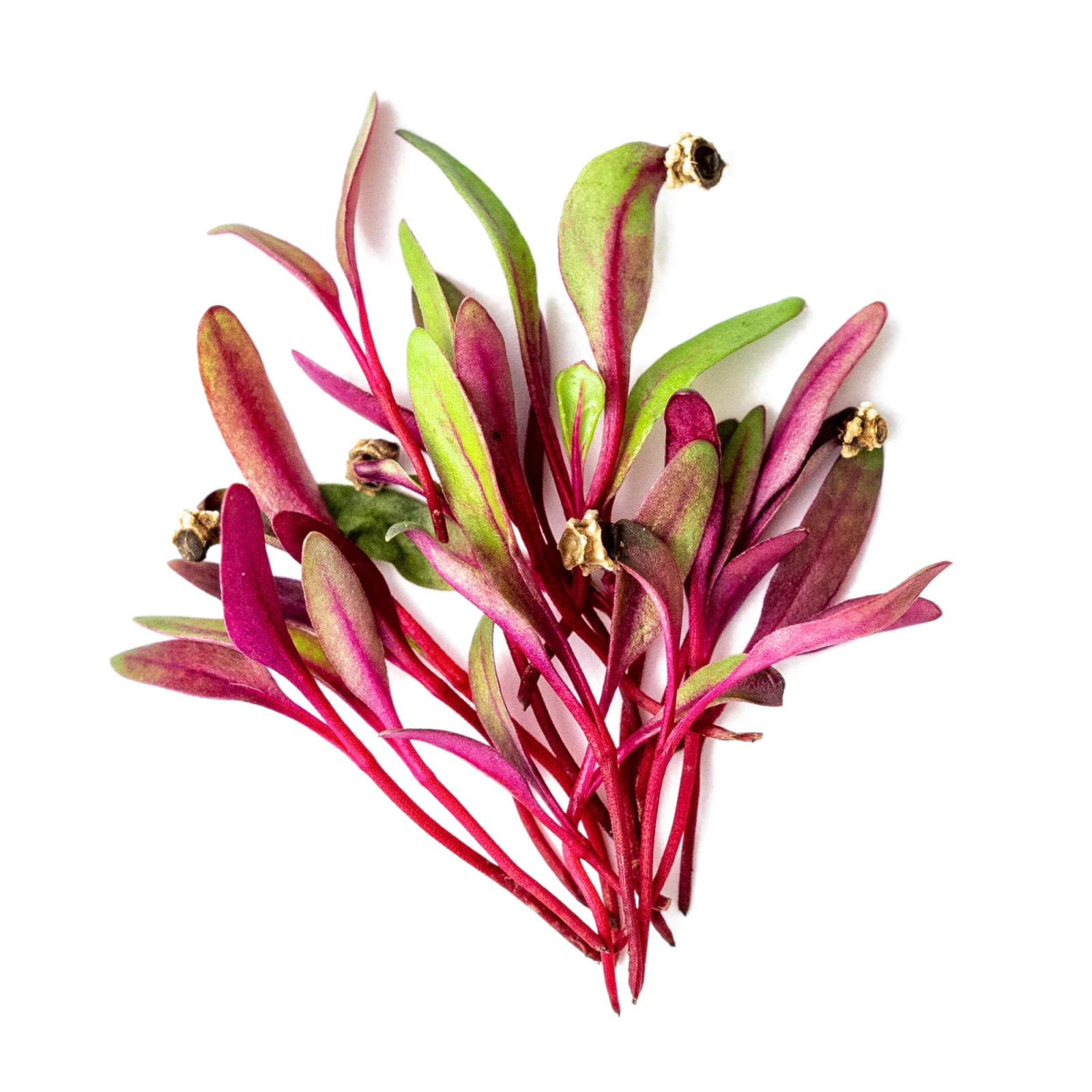 Swiss Red Chard