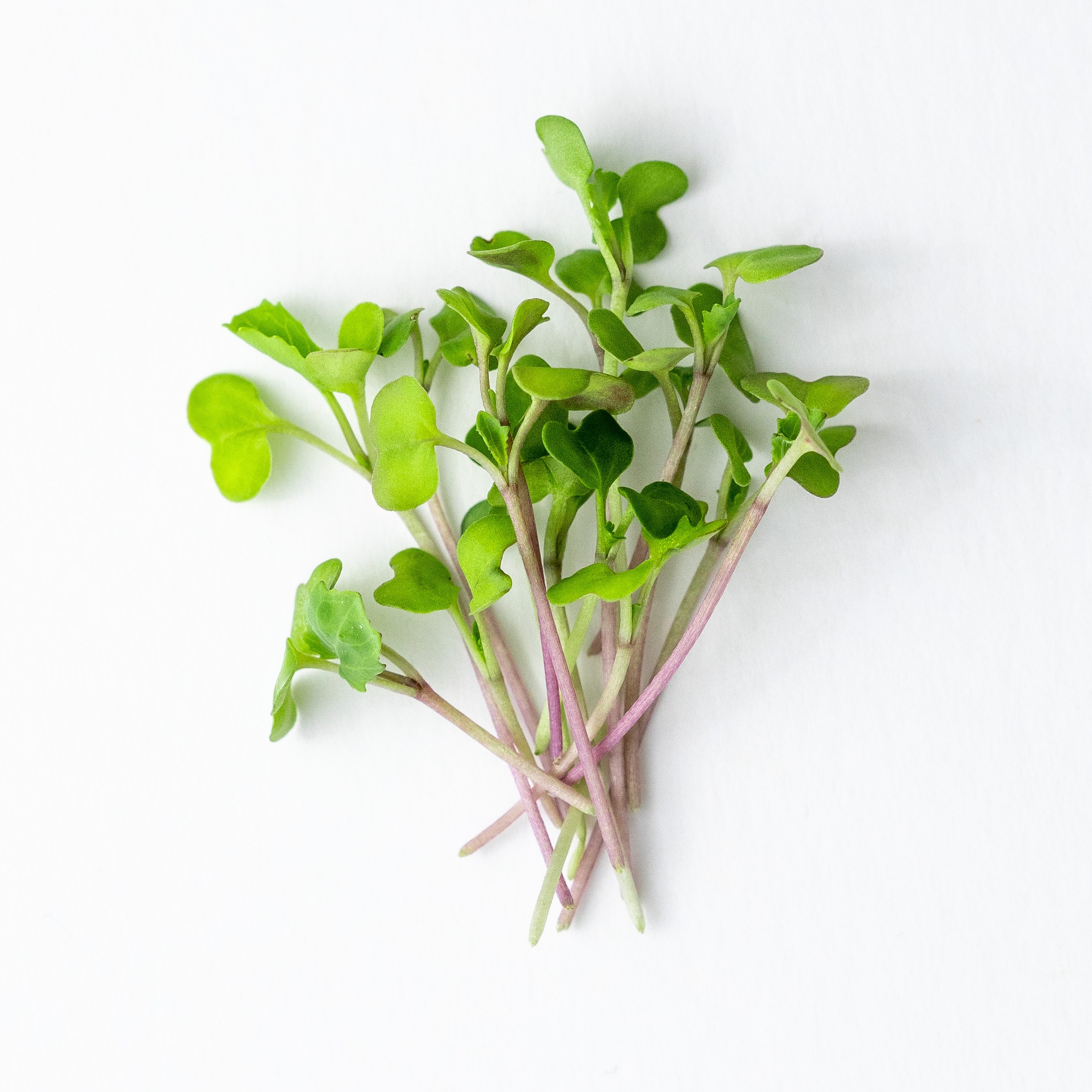 Broccoli microgreens
