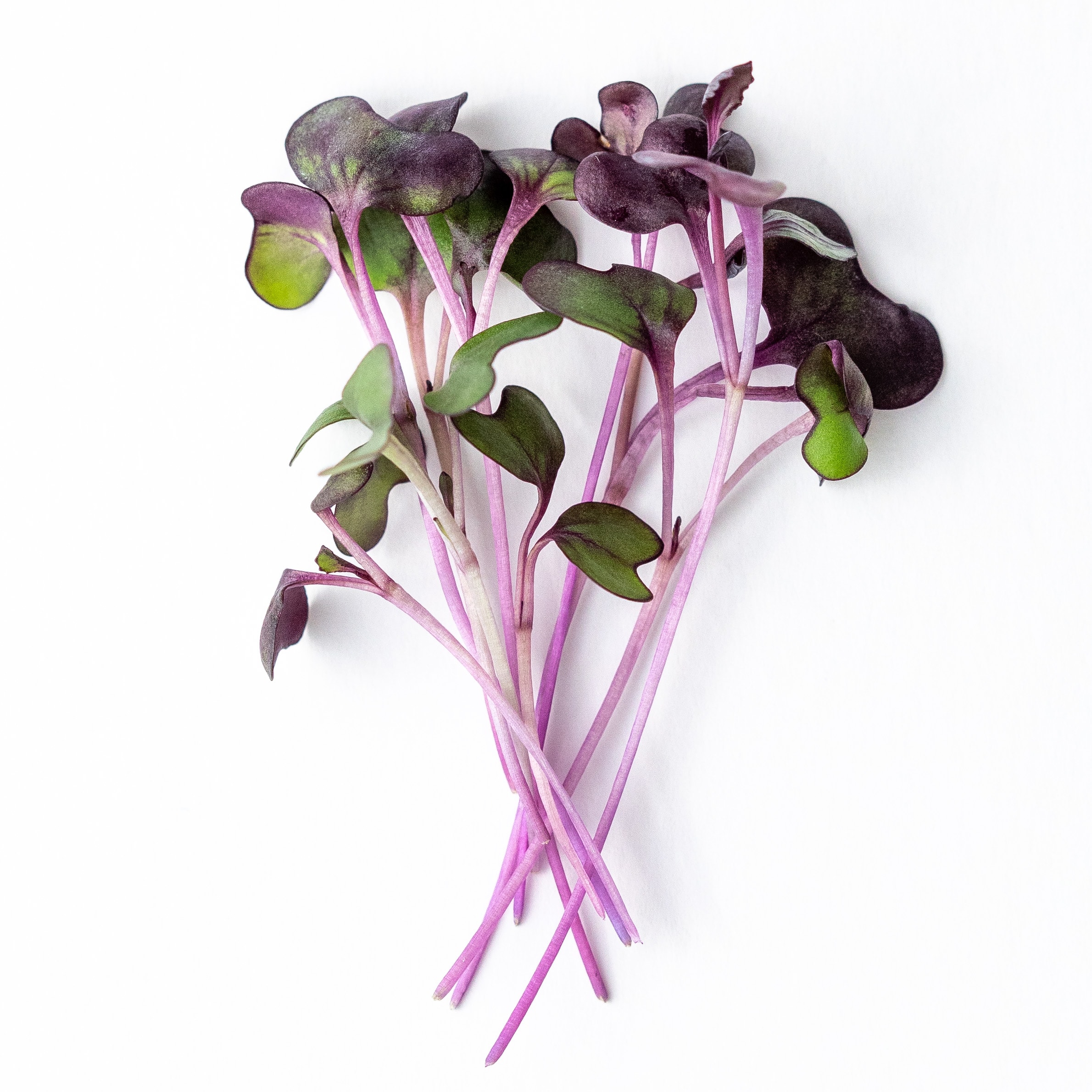 Fresh radish microgreens with vivid magenta stems